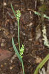 Lined sedge